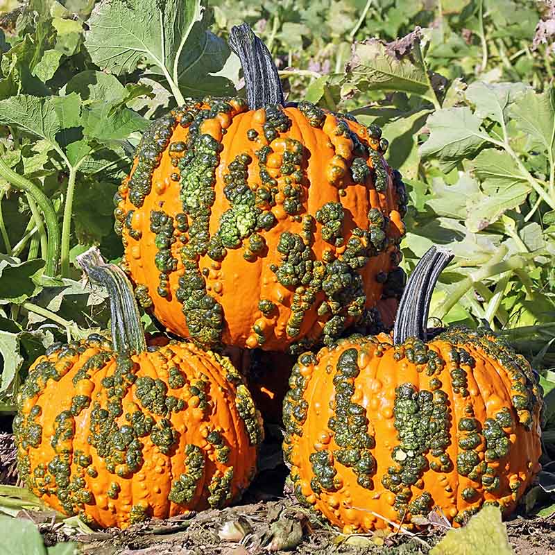 Pumpkin Warty Goblin F1 Seed