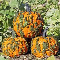 Pumpkin Warty Goblin F1 Seed