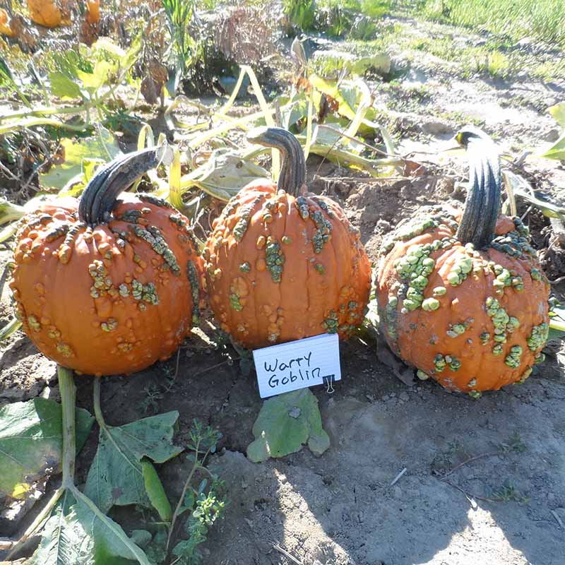 Pumpkin Warty Goblin F1 Seed