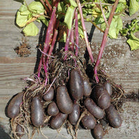 Potato Fingerling Magic Molly
