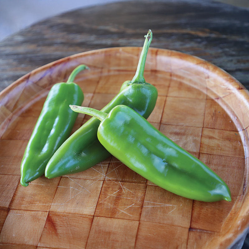 Pepper Chile G76 F1 Seed