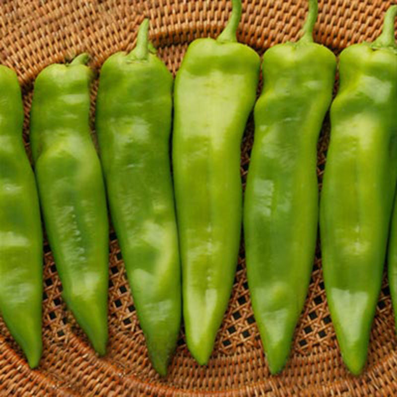 Pepper Chile G76 F1 Seed