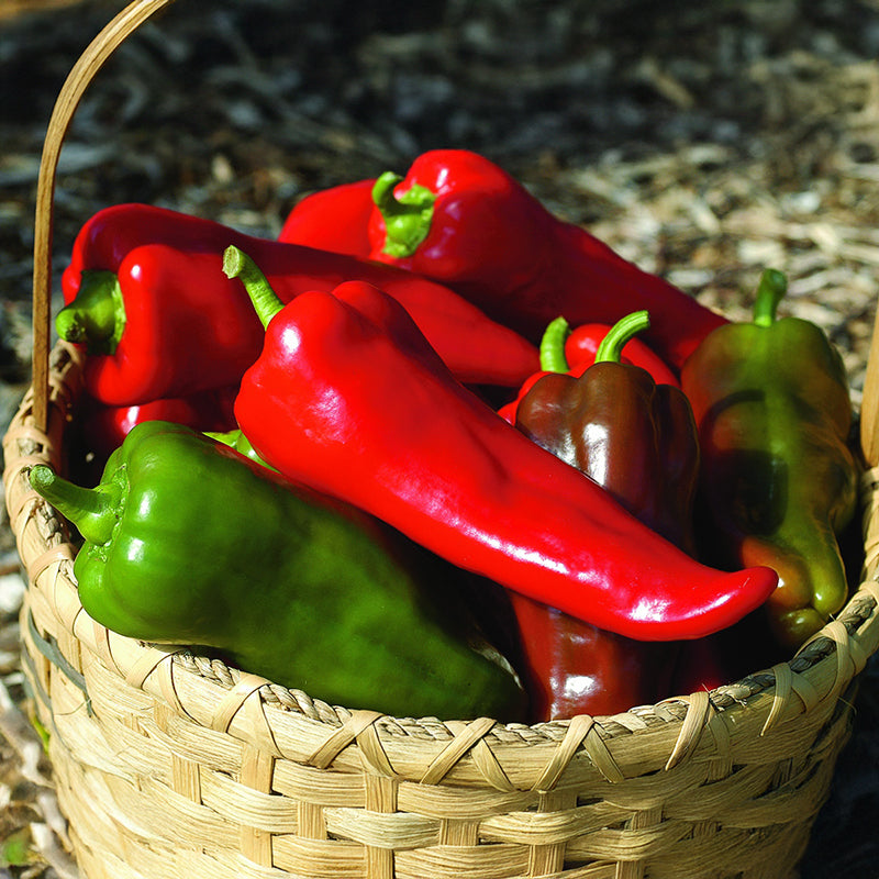 Pepper Carmen F1 Seed