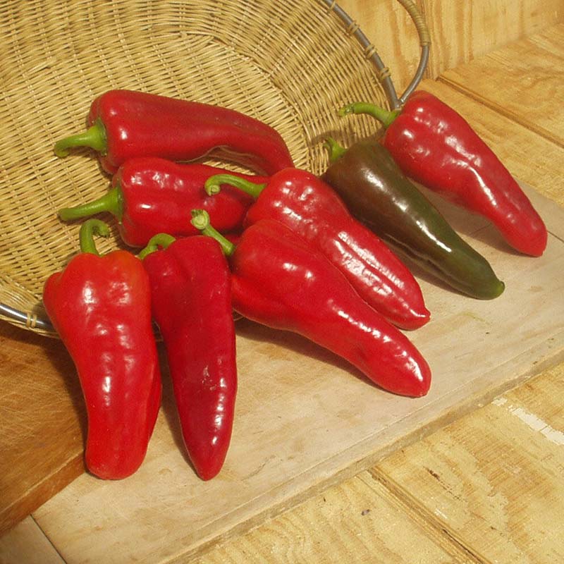 Pepper Carmen F1 Seed