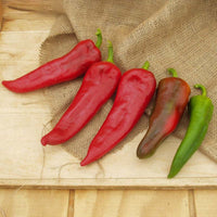 Pepper Carmen F1 Seed