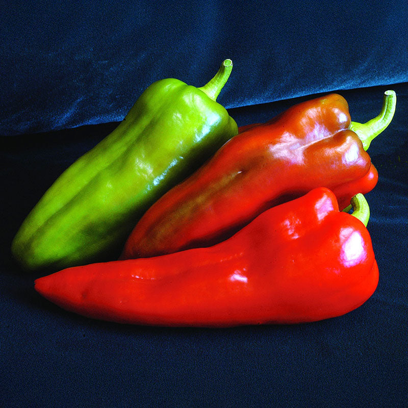 Pepper Carmen F1 Seed