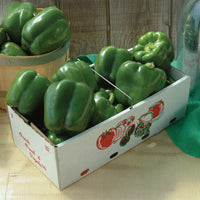 Pepper Karisma F1 Seed