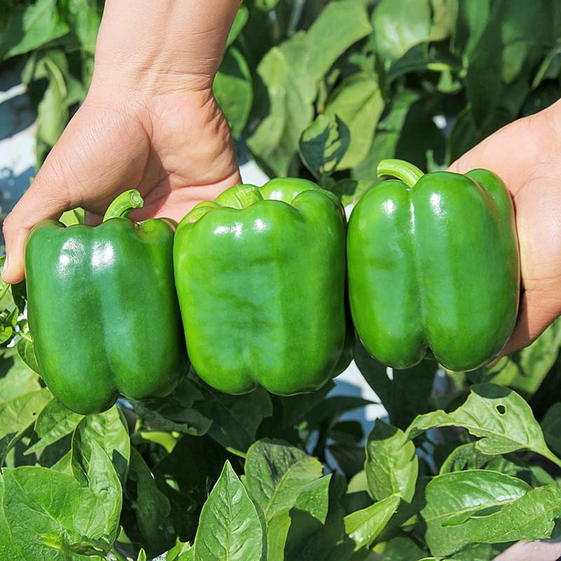 Pepper Karisma F1 Seed