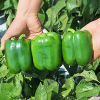 Pepper Karisma F1 Seed