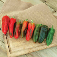 Pepper Marcato F1 Seed