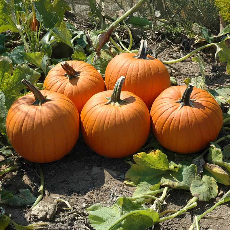 Pumpkin Magic Wand F1 Seed