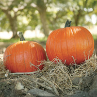 Pumpkin Magic Wand F1 Seed
