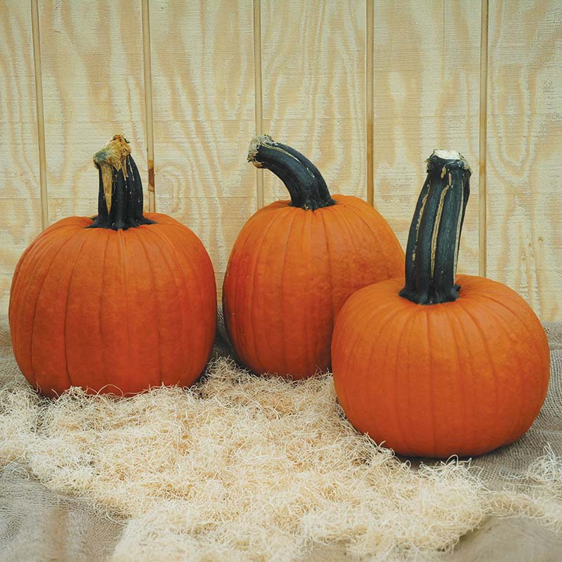 Pumpkin Wolf Seeds