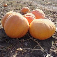 Pumpkin Big Moose Seed