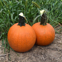 Pumpkin Cannon Ball F1 Seed