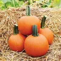 Pumpkin Cannon Ball F1 Seed