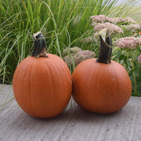 Pumpkin Cannon Ball F1 Seed