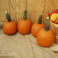 Pumpkin Cannon Ball F1 Seed