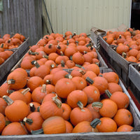 Pumpkin Cannon Ball F1 Seed