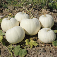 Pumpkin New Moon F1 Seed