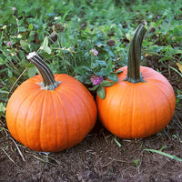 Pumpkin Field Trip F1 Seed