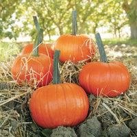Pumpkin Field Trip F1 Seed