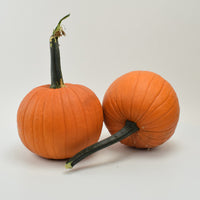 Pumpkin Field Trip F1 Seed