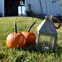 Pumpkin Field Trip F1 Seed