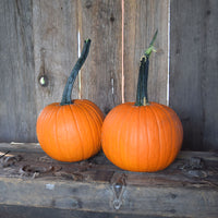 Pumpkin Field Trip F1 Seed