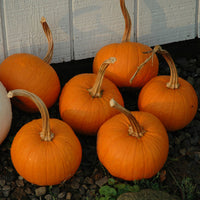 Pumpkin Field Trip F1 Seed
