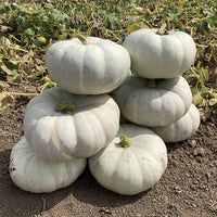 Pumpkin Silver Moon F1 Seed