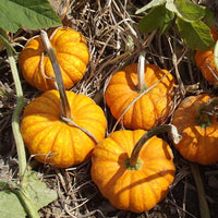 Pumpkin Lil' Orange-Mon F1 Seed