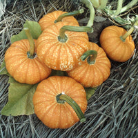 Pumpkin Lil' Orange-Mon F1 Seed