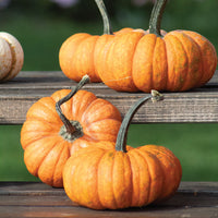 Pumpkin Lil' Orange-Mon F1 Seed