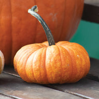 Pumpkin Lil' Orange-Mon F1 Seed
