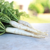 Radish April Cross F1 Seed