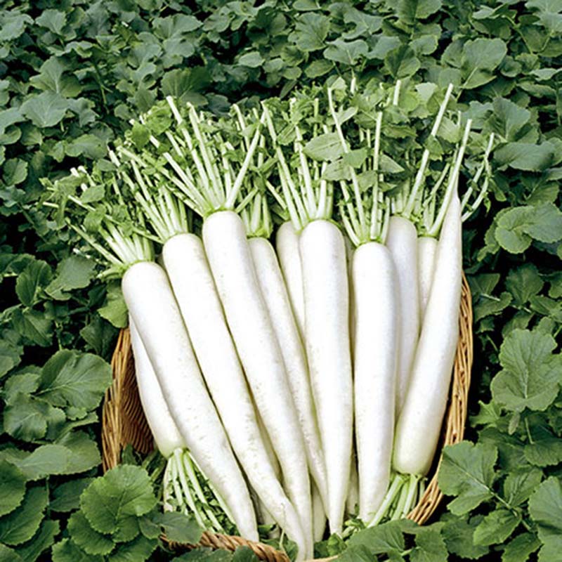 Radish April Cross F1 Seed