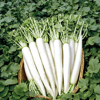 Radish April Cross F1 Seed