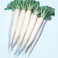 Radish April Cross F1 Seed