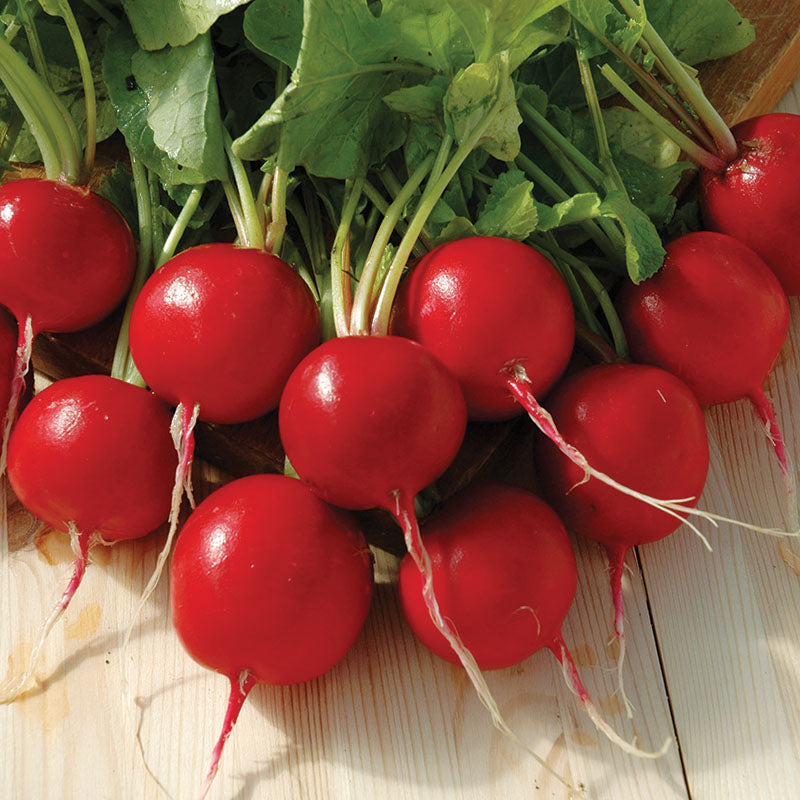 Radish Red Satin F1 Seed