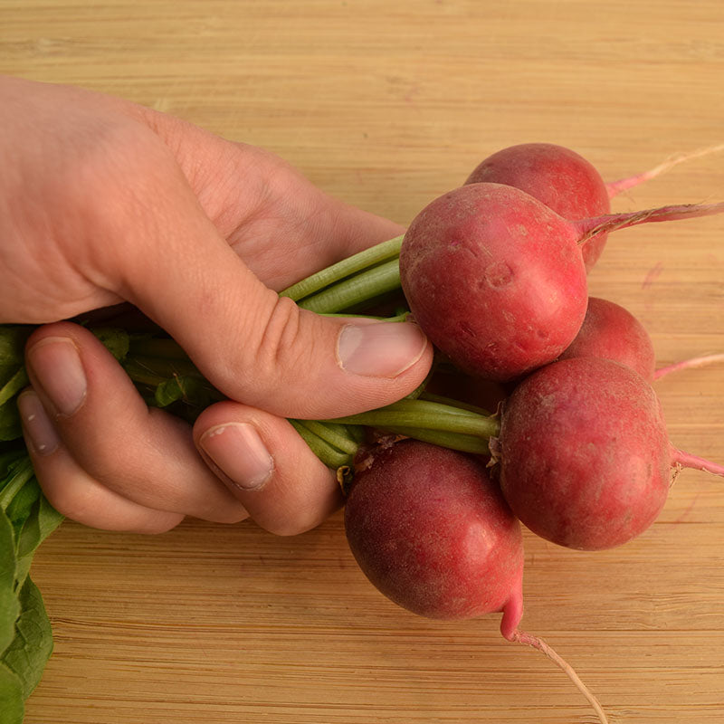Radish Red Satin F1 Seed