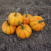 Pumpkin Crunchkin F1 Seed