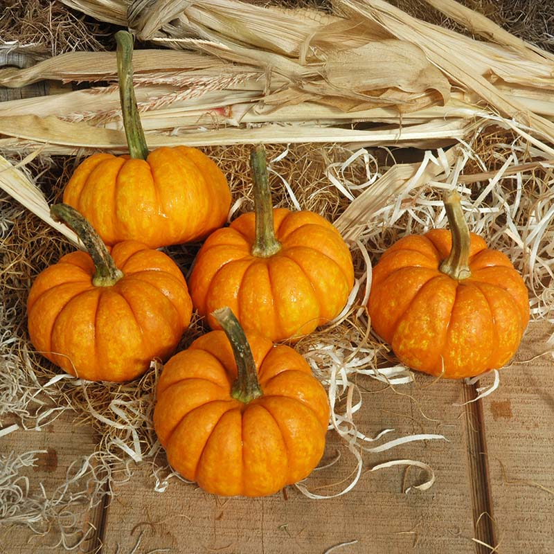 Pumpkin Crunchkin F1 Seed