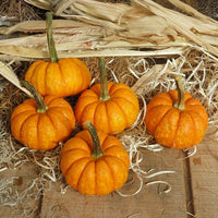 Pumpkin Crunchkin F1 Seed