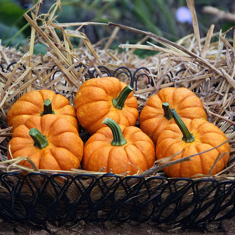 Pumpkin Crunchkin F1 Seed
