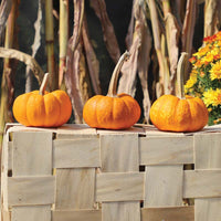 Pumpkin Crunchkin F1 Seed