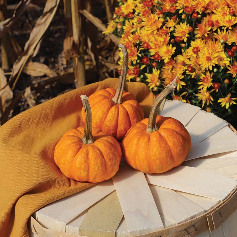 Pumpkin Crunchkin F1 Seed