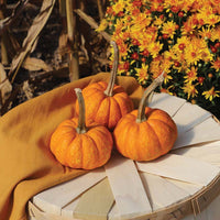 Pumpkin Crunchkin F1 Seed