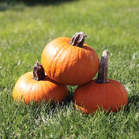 Pumpkin Prankster F1 Seed