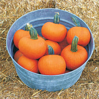 Pumpkin Prankster F1 Seed